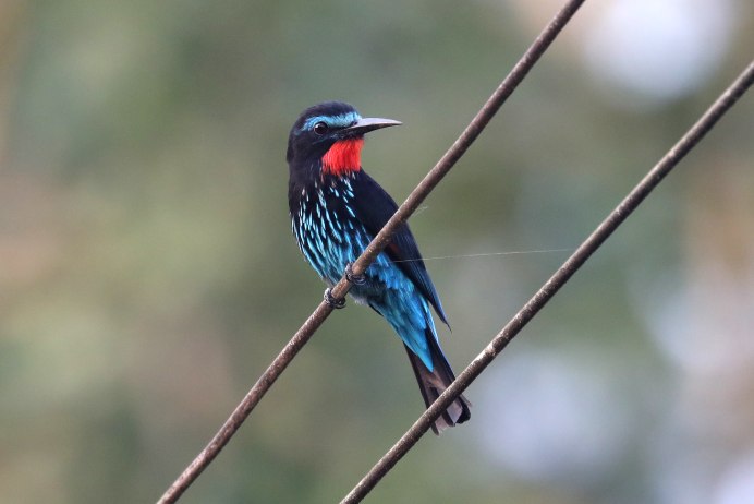 Black Bee-Eater