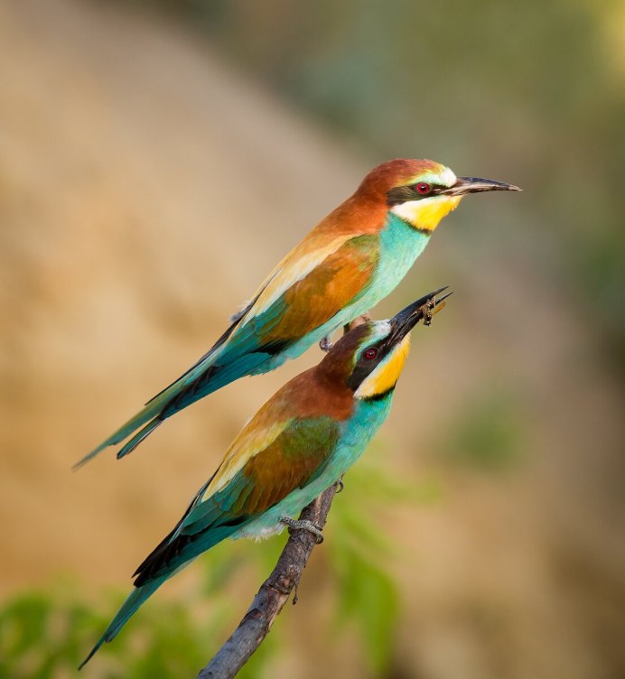 European Bee Eater