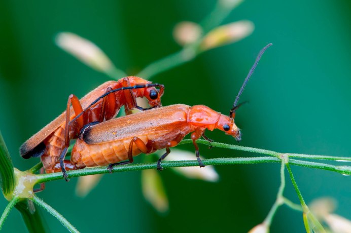 Мягкотелка рыжая Rhagonycha fulva