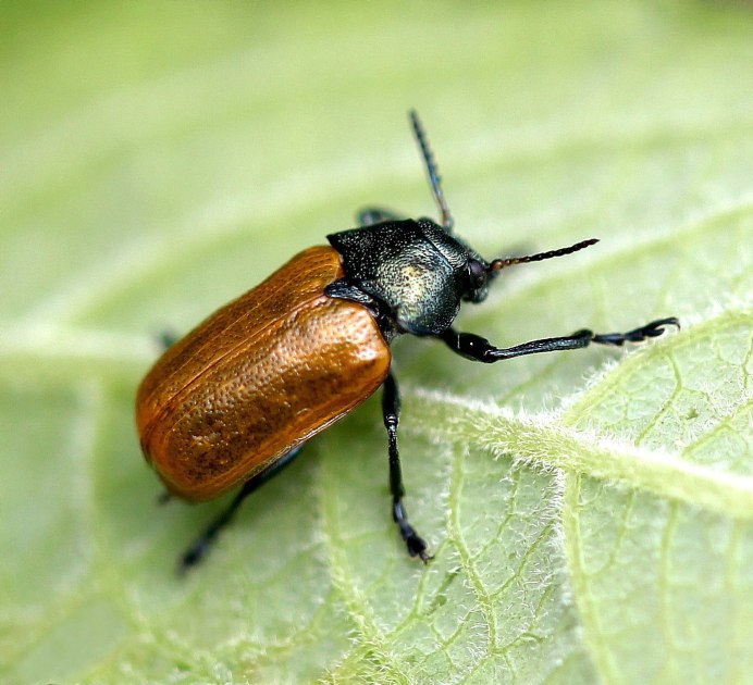 Мягкотелка рыжая Rhagonycha fulva