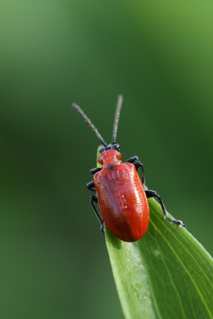 Coleoptera красный Жук
