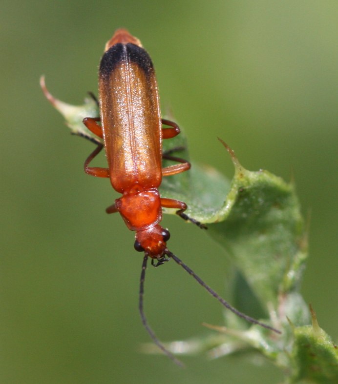 Rhagonycha fulva (Scopoli)