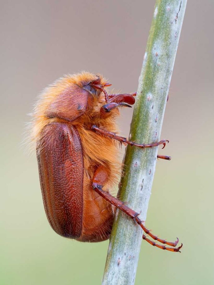Cantharis Rufa