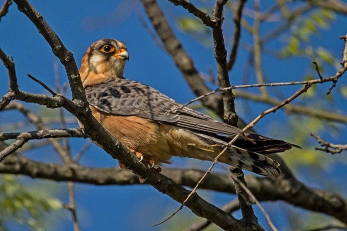 Кобчик (Falco vespertinus)