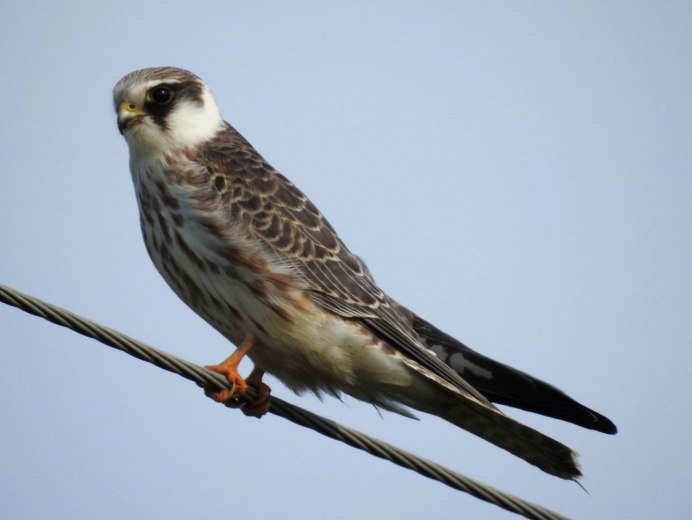 Сокол Кобчик птица года 2021