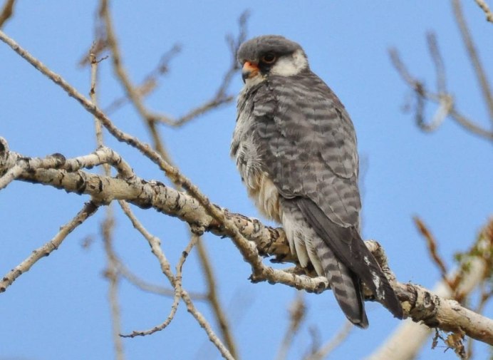 Кобчик Луговой