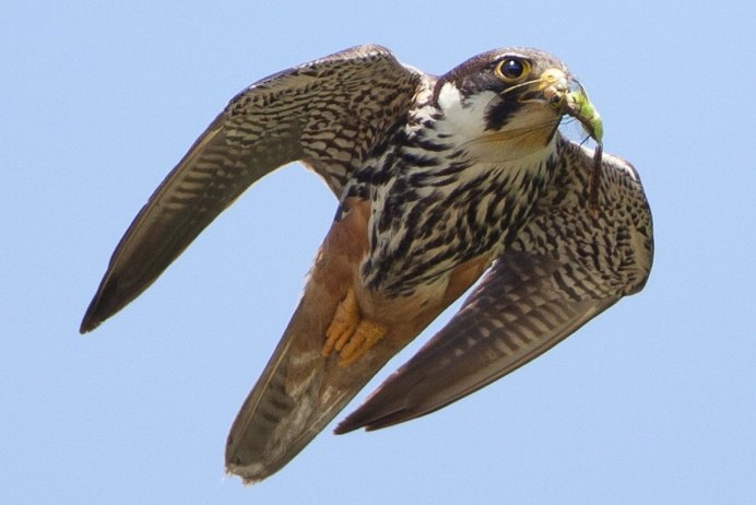 Кобчик Луговой