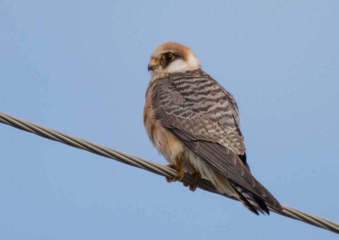 Сокол Кобчик