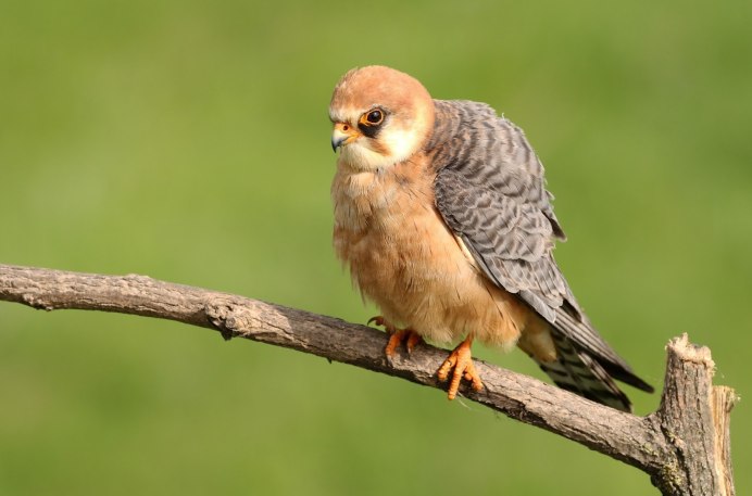 Сокол Амурский Кобчик