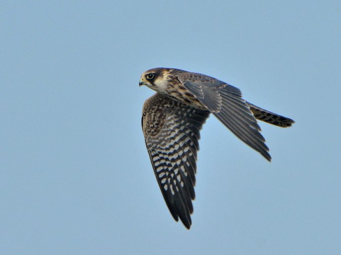 Степной Кобчик