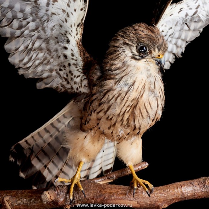 Сокол Кобчик