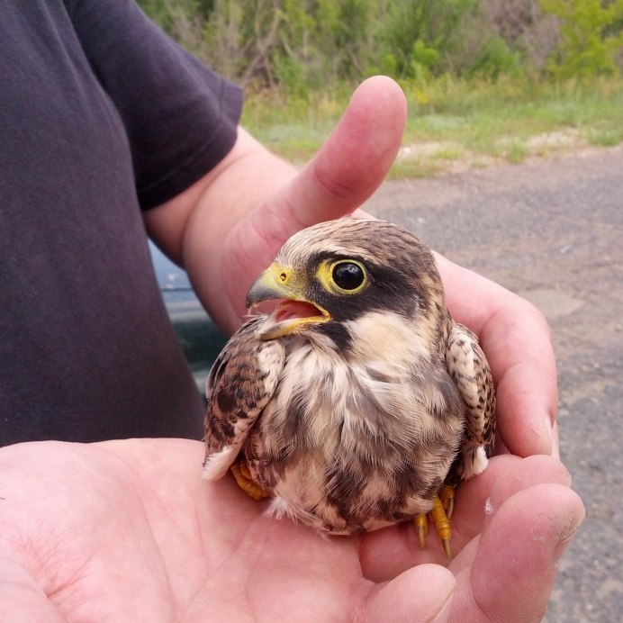 Сокол Кобчик самка