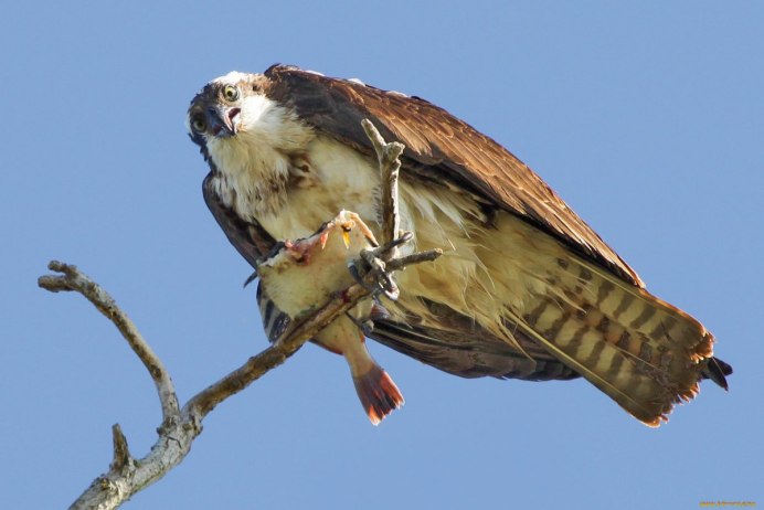 Ястреб Кобчик