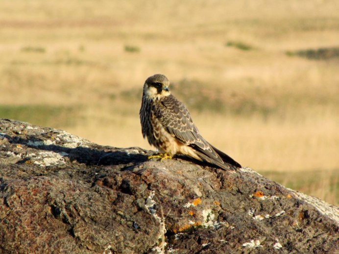 Ястреб Кобчик