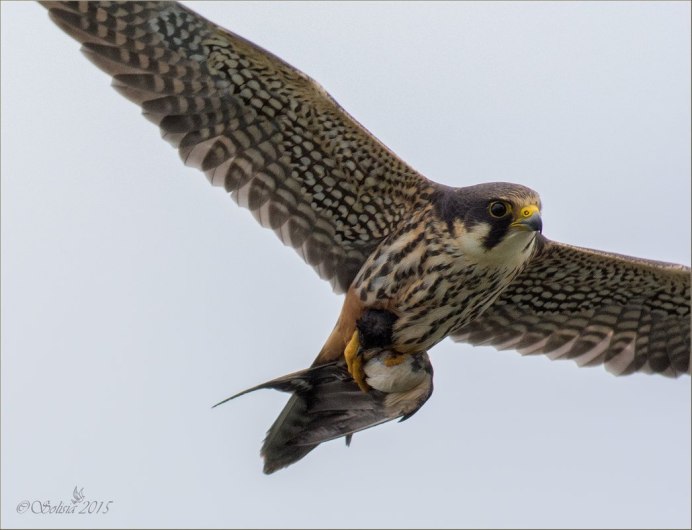 Сокол Кобчик птица