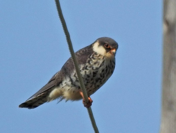 Кобчик птица гнездо