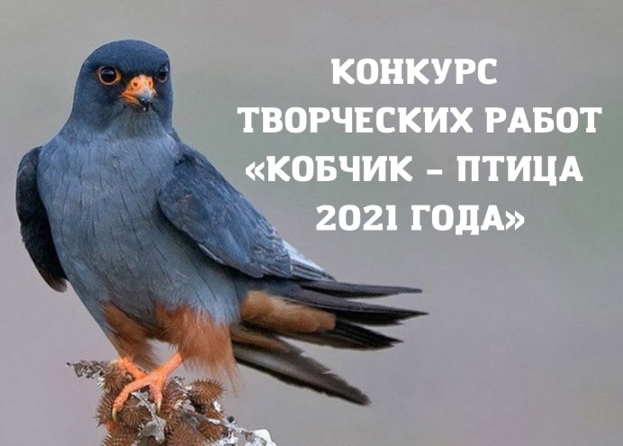 Мелкий Сокол