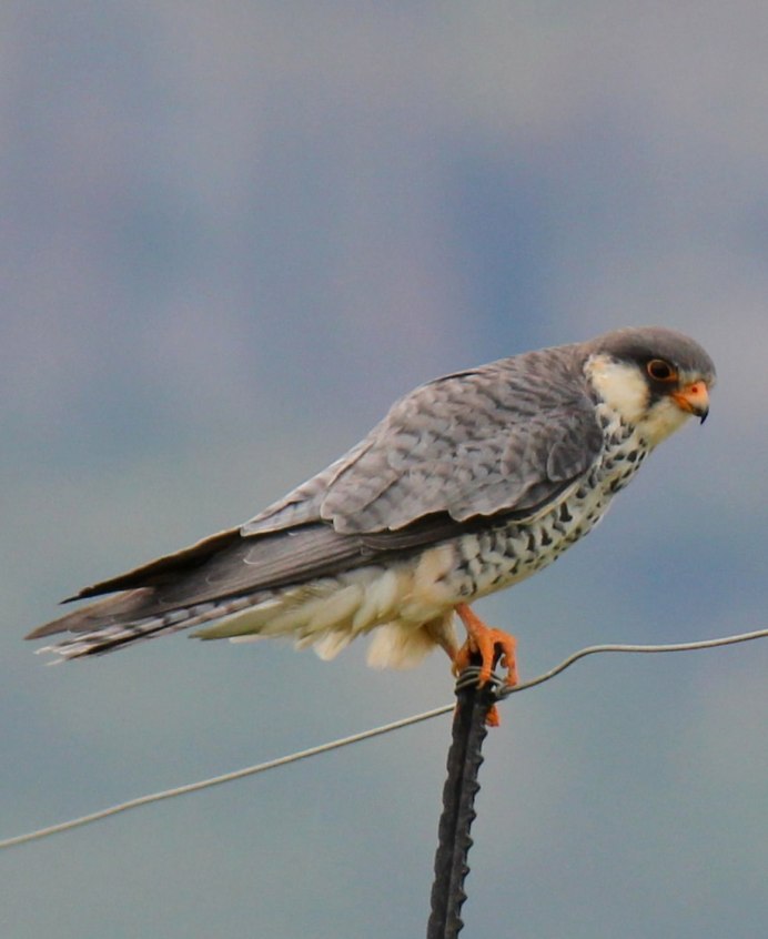 Пустельга Кобчик чеглок