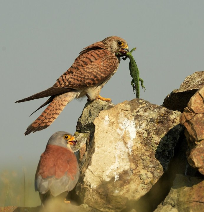 Чеглок птица