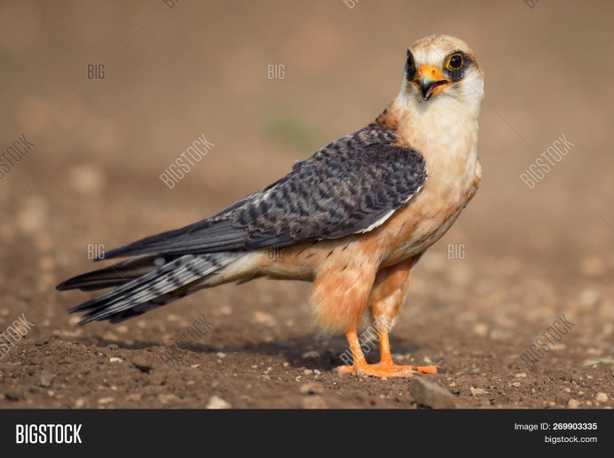 Кобчик птица гнездо