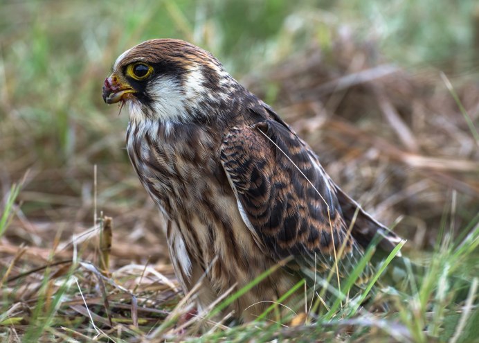 Кобчик самка