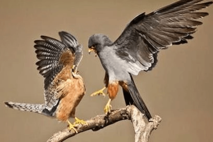 Чеглок самец