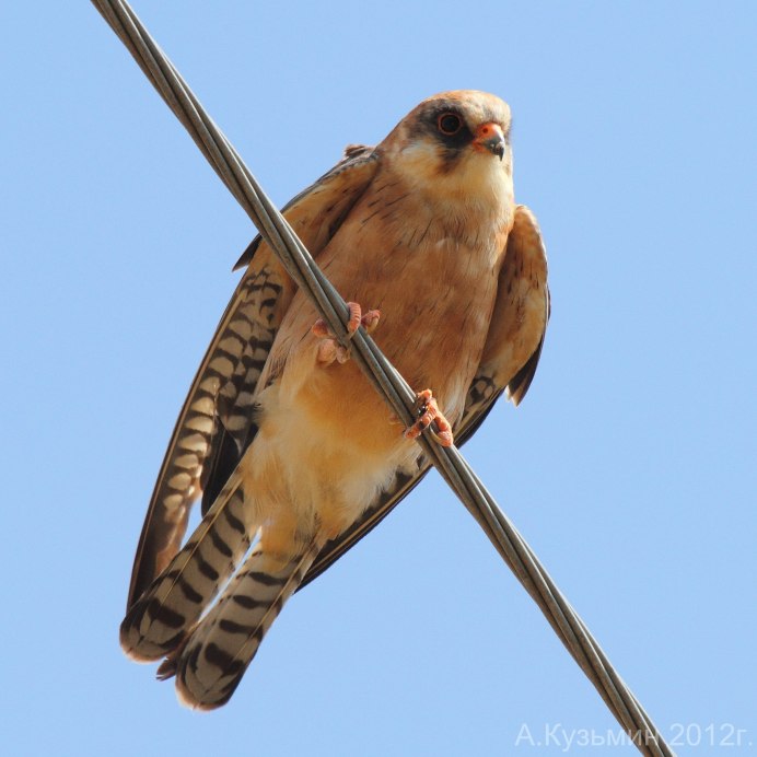 Сокол Кобчик