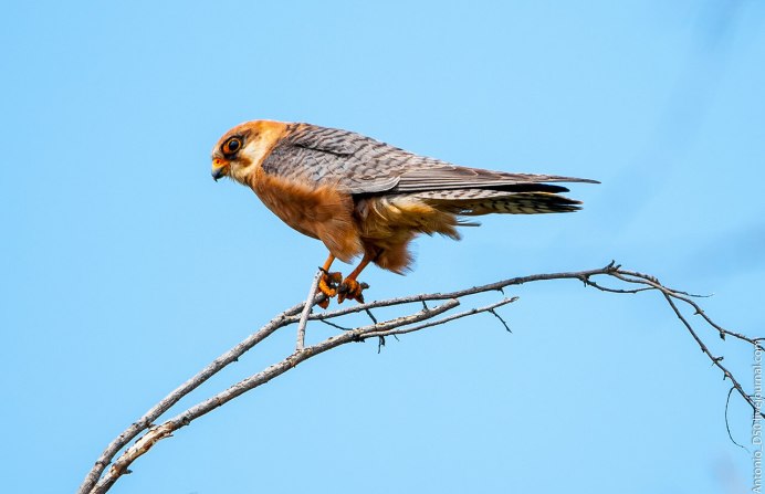 Сокол Кобчик птица года 2021