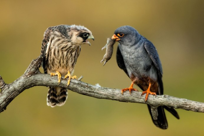 Кобчик пустельга