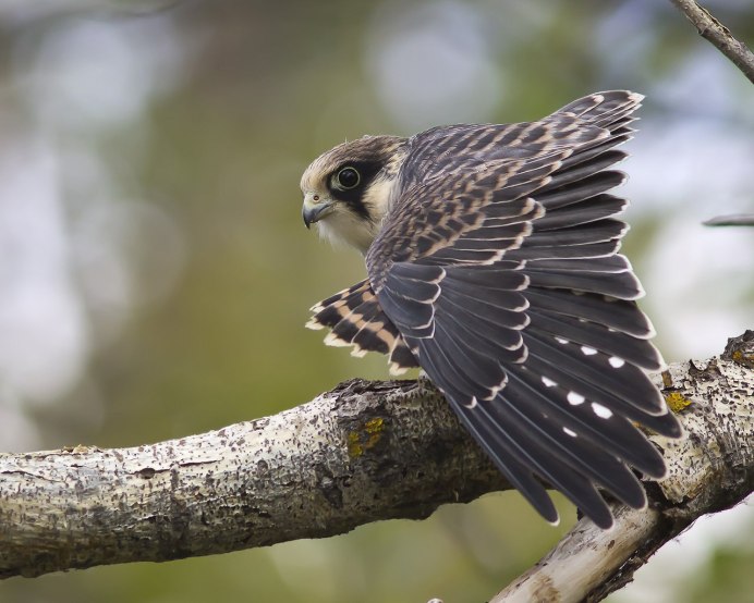 Ястреб Кобчик