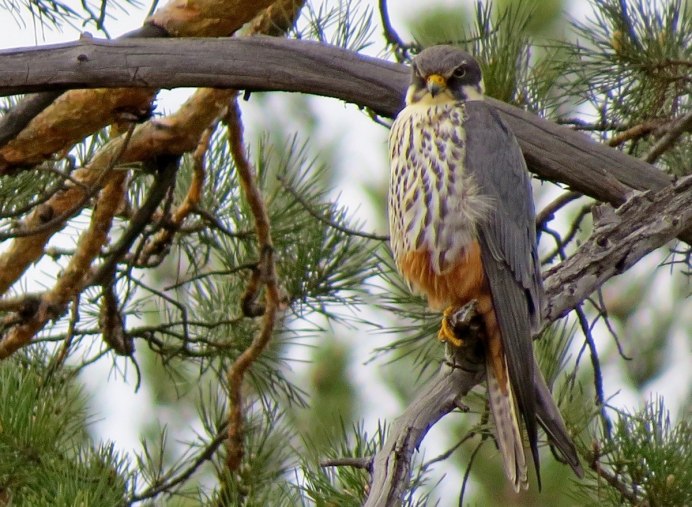 Кобчик пустельга