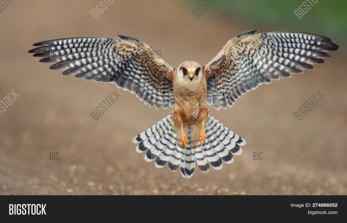 Кобчик птица птенец