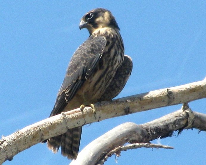 Красноногий Сокол Кобчик