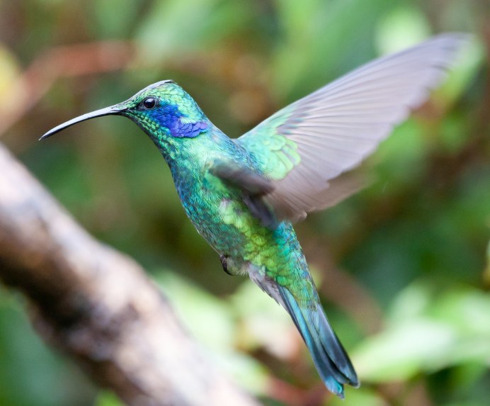 Колибри Colibri thalassinus