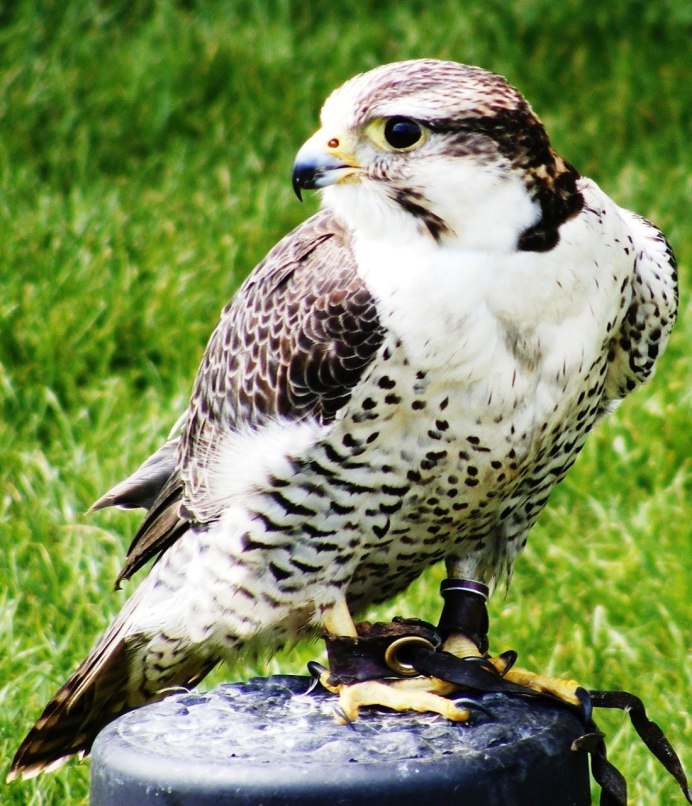 Тетеревятник (Accipiter gentilis)