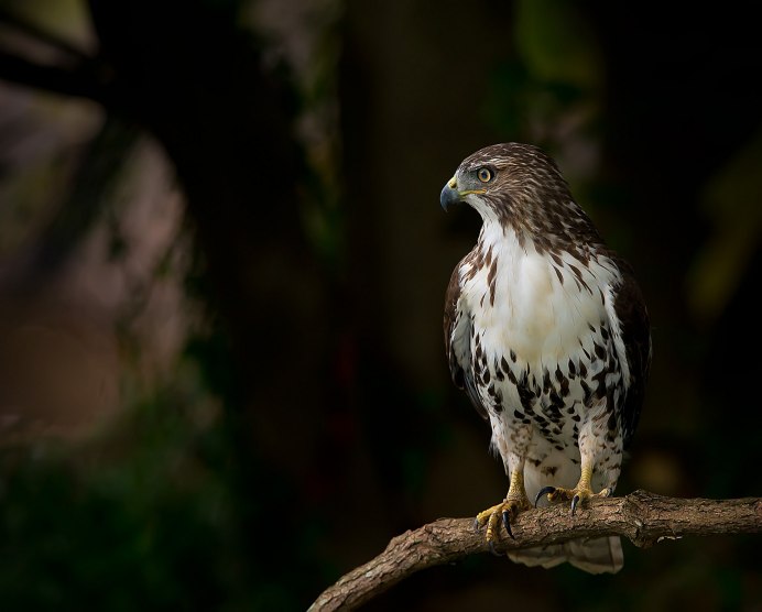 Northern Goshawk