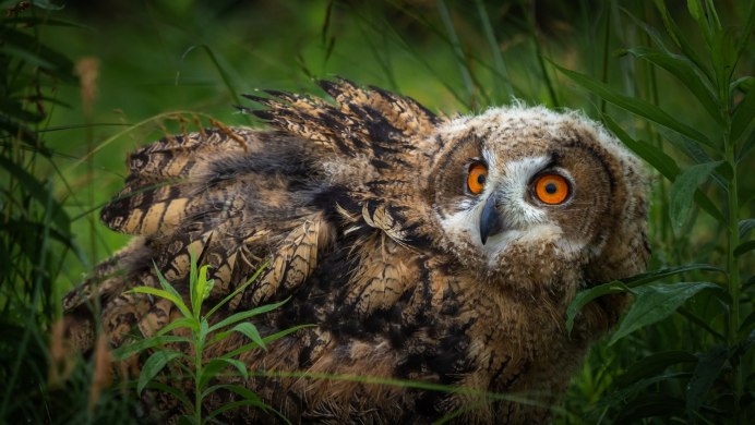 Аракокра Филин