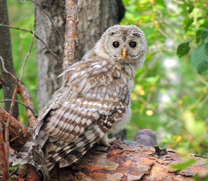 Лесная неясыть