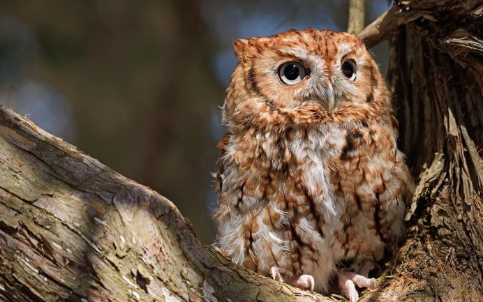 Абиссинская ушастая Сова
