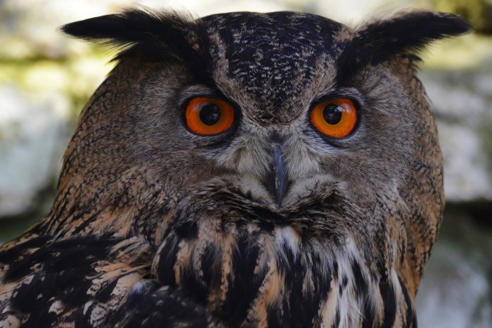 Виргинский Филин