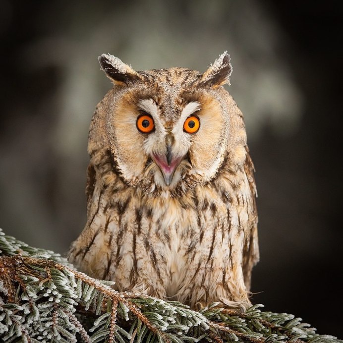 Совиные Совы