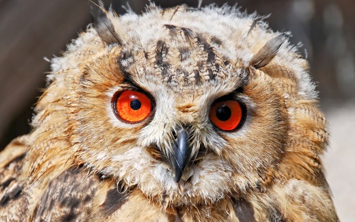 Филин альбинос