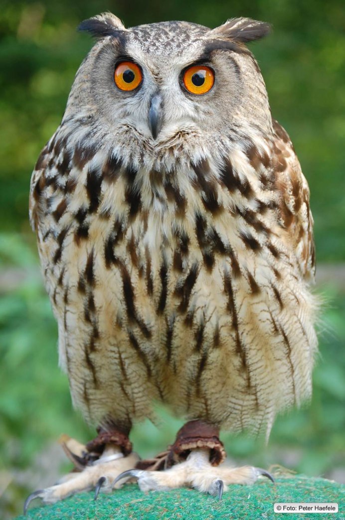 Филин Кавказа