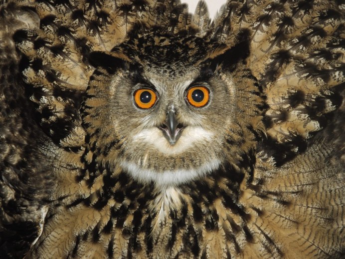 Белолицая сплюшка