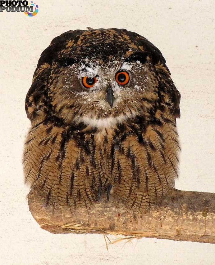 Канюка неясыть