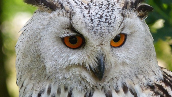 Бородатая неясыть Байкал