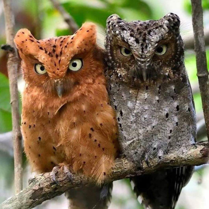 Стигийская ушастая Сова
