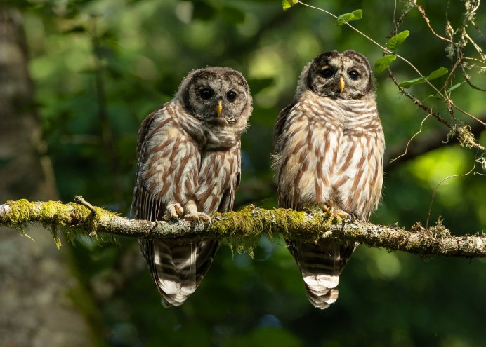 Капский Филин