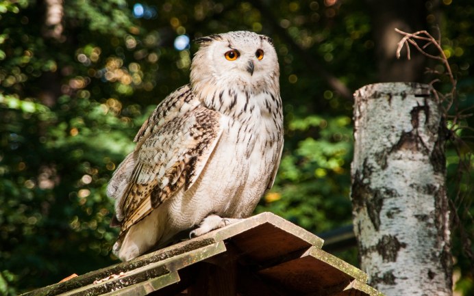 Старая Сова