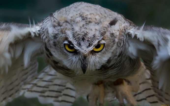 Старый Филин